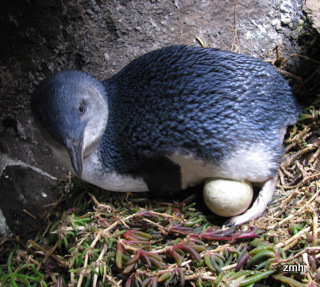 A Melbourne Penguin